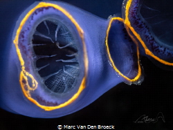 
Dear photographer fellow divers, This is my 1000 photo ... by Marc Van Den Broeck 